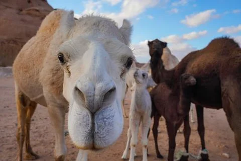 Curious camel head, more smaller animals in background, closeup detail Stock Photos