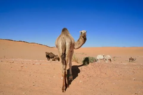 Curious camel 库存照片