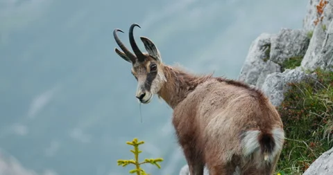 Curious Capra Alpine Ibex mountain goat look at camera in Triglav Slovenia alps Stock Footage 312738892