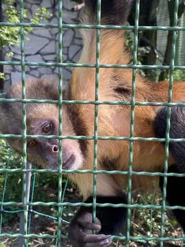 Curious capuchin monkey behind bars in Wroclaw Stock Photos