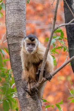 Curious Capuchin Monkey Stock Photos