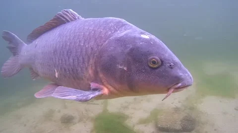 Curious carp Stock Footage 56526867