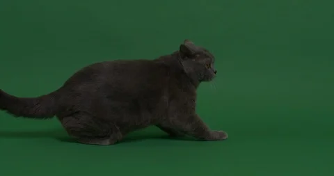 The Curious Cat in action Stock Footage 102998577