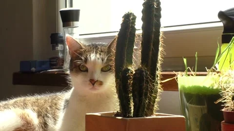 Curious cat and cactus in the sun Stock Footage 53841251