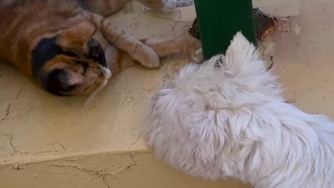 Curious cat and fluffy white dog meeting each other outdoors. Close-up of a  Vídeo Stock 344908241