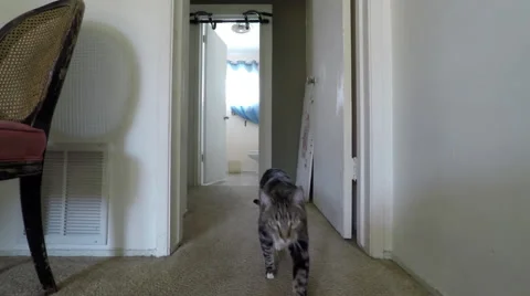 Curious cat approaches camera Video stock 49113911