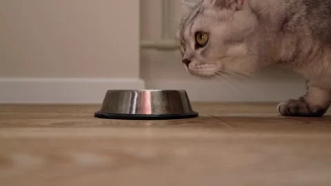 Curious cat approaches empty food bowl on wooden floor, ready to eat Stock Footage 339209086