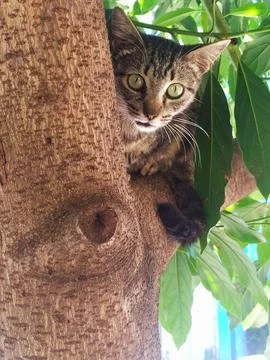 Curious cat in avocado tree Stock Photos