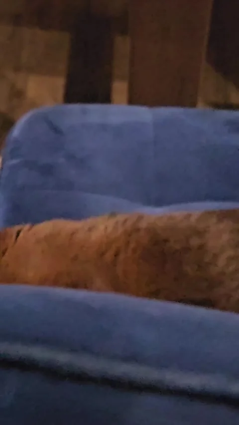 Curious cat with big eyes on blue chairs jumping scratching furniture playful Stock Footage 339030042
