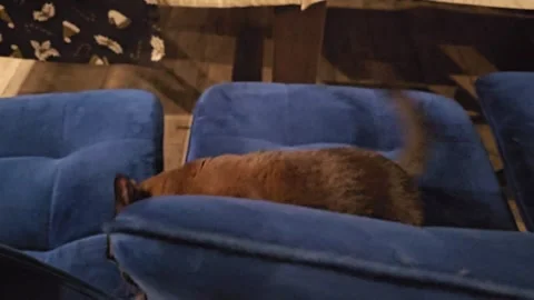 Curious cat with big eyes on blue chairs jumping scratching furniture playful Stock Footage 339030052