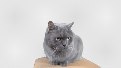 Curious Cat On black Background Vídeos de archivo 242386849