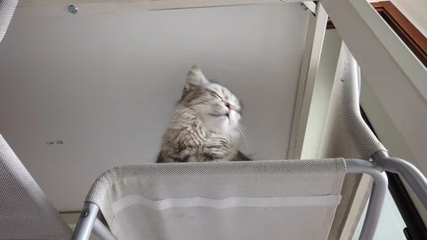 Curious cat on a chair looking down, siberian breed Vídeo Stock 128247233