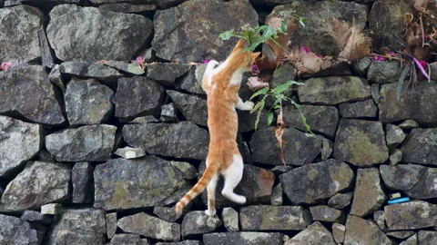 Curious cat climbs a dry stone wall, carefully exploring and sniffing Stock Footage 313715195
