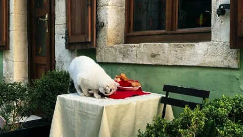 Curious cat climbs onto a restaurant table and steals food from a plate Stock Footage 324574187