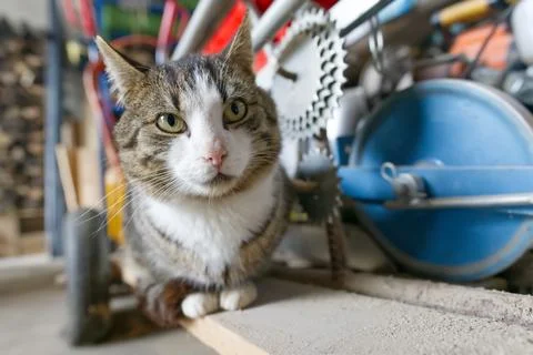 Curious Cat in a Cluttered Garage Stock Photos