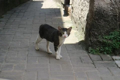 Curious Cat on Cobblestone Path Stock Photos