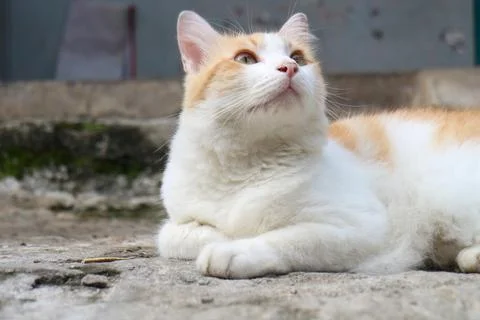 Curious Cat on Concrete Stock Photos