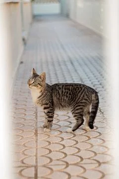 Curious Cat in the Corridor Stock Photos