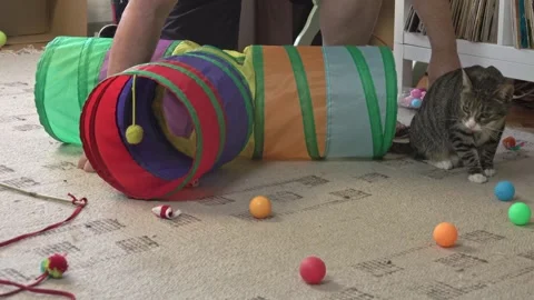 Curious Cat Crawling inside Fabric Play Tunnel on Carpet Stock Footage 336542056