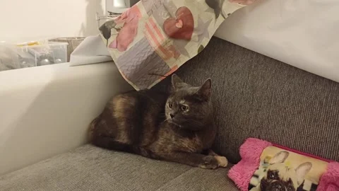 Curious cat crouching on the sofa in Marina di Carrara, Italy, August 2, 2026 Stock Footage 341255509