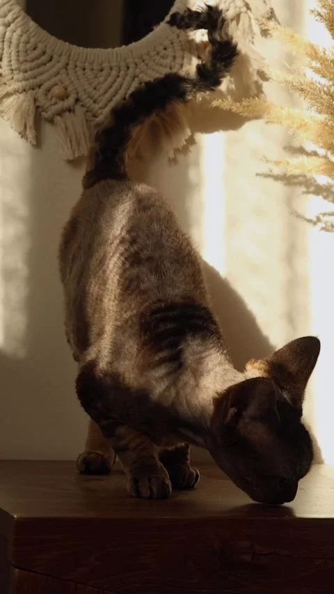 Curious cat Devon Rex or Sphynx breed sniffs flowers on sunny day at home Stock Footage 318541526