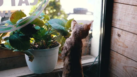 Curious Cat by the Door: Exploration and Play Stock Footage 293162719
