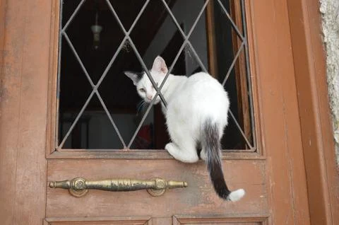 Curious Cat at the Door Foto stock