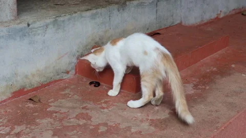 A curious cat encounters a millipede crawling on the ground. Stock Footage 314216662