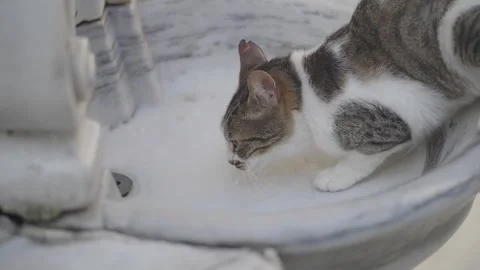 Curious cat enjoying a splash of refreshing milk Stock Footage 339121325