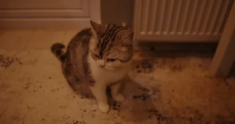 A curious cat explores its cozy, chaotic surroundings playfully Stock Footage 307936359