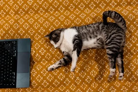 Curious cat explores laptop on a patterned blanket, overhead view Stockfoto's