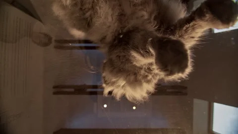 Curious cat explores low angle table point of view in cozy living room Stock Footage 319968423