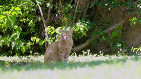 Curious cat explores lush garden under bright sunlight Stock Footage 308810648
