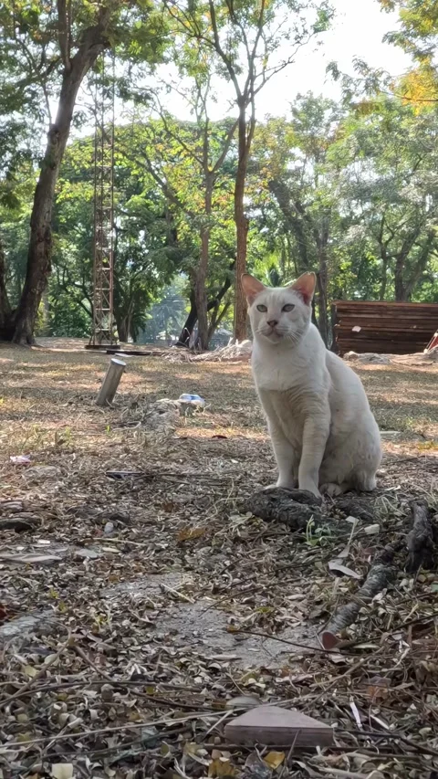Curious Cat Explores Park 스톡 동영상 309178825