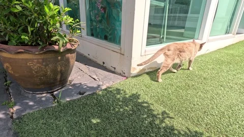 Curious Cat Explores Patio Area Vídeo Stock 282510360