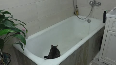 Curious Cat Exploring Bathroom Bathtub with Running Water Stock Footage 336542111
