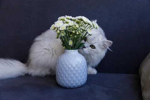 Curious Cat Exploring Beautiful Fresh Flowers in a Stylish White Vase on a Cozy Stock Photos