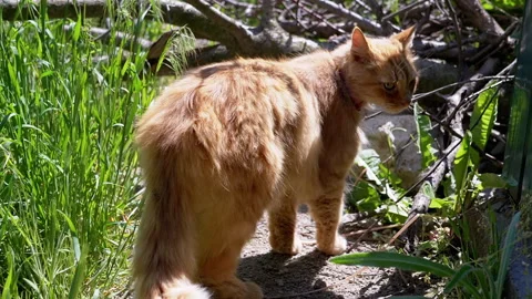 Curious Cat Exploring Stock Footage 293203172