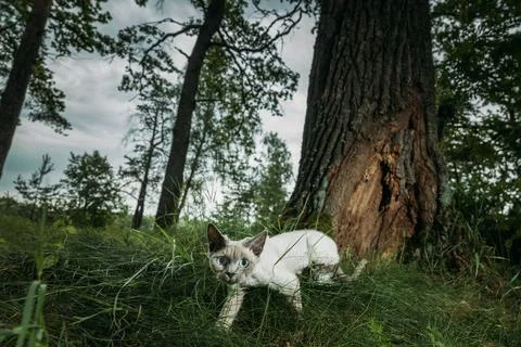 Curious Cat Exploring the Forest Terrain with Enthusiasm Devon Rex Stock Photos
