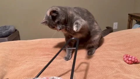 Curious Cat Exploring a Hanger on a Bed 스톡 동영상 343153270