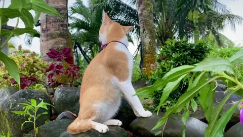 Curious Cat Exploring a Lush Garden Stock Footage 292633112