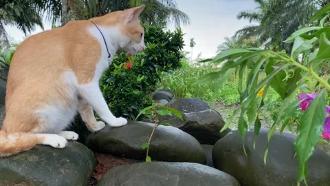 Curious Cat Exploring a Lush Garden Stock Footage 292633855