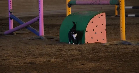 Curious Cat Exploring Natures Wonders black cat inside barn Stock Footage 237692062