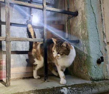 Curious Cat Exploring the Old Building's Window During Bright Afternoon Sunshine Stock Photos