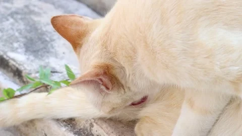 Curious Cat Exploring Outdoors Vídeos de archivo 305900019