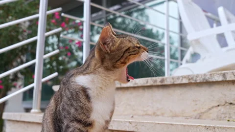 Curious cat exploring stairs in sunny outdoor setting Stock Footage 314062571
