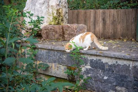 Curious cat exploring a stone path in a garden surrounded by greenery Foto stock