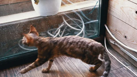 Curious Cat Exploring by the Window Video stock 293167030