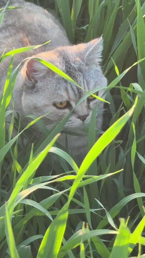Curious cat in the field grass Video stock 309827160
