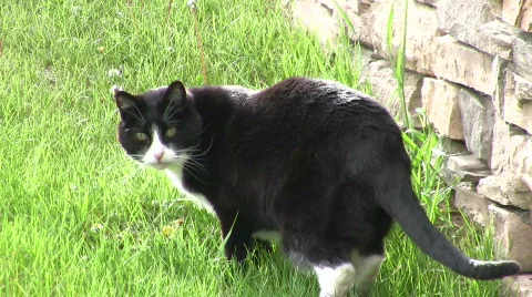 Curious Cat Stock Footage 506947